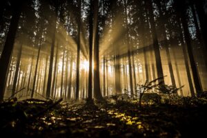 ancient woodland with sunlight shining through thin trees