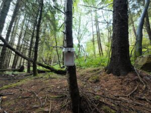 a polly device in a forest setting.